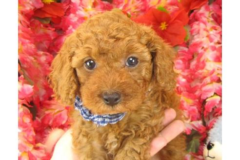 成約済の茨城県のトイプードル-16237の2枚目