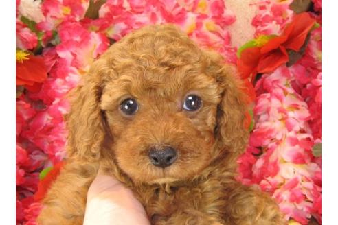 成約済の茨城県のトイプードル-16237の3枚目