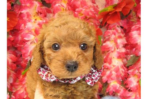 成約済の茨城県のトイプードル-16238の1枚目