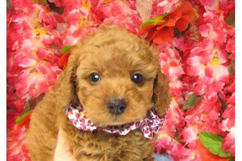 成約済の茨城県のトイプードル-16238の2枚目