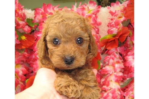 成約済の茨城県のトイプードル-16238の3枚目