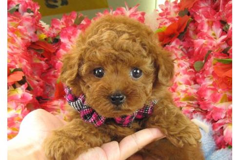 成約済の茨城県のトイプードル-16239の1枚目
