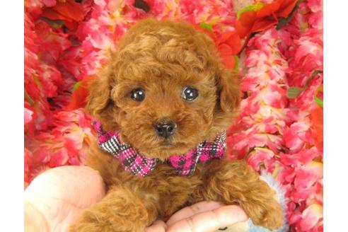 成約済の茨城県のトイプードル-16239の2枚目