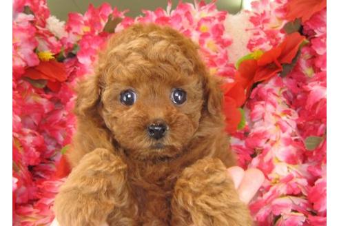 成約済の茨城県のトイプードル-16239の3枚目