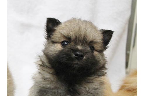 成約済の千葉県のポメラニアン-15837の5枚目