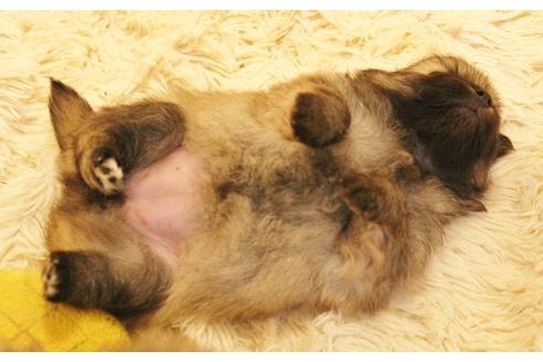 成約済の千葉県のポメラニアン-15837の4枚目