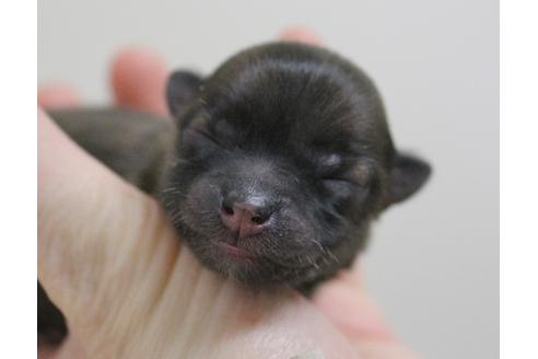 成約済の千葉県のポメラニアン-15837の2枚目