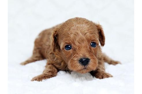 成約済の栃木県のトイプードル-16277の1枚目