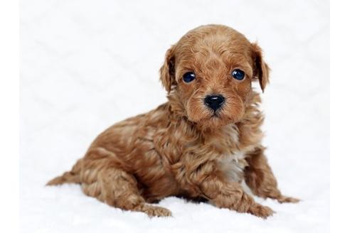 成約済の栃木県のトイプードル-16277の2枚目