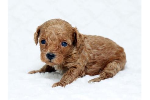 成約済の栃木県のトイプードル-16277の3枚目