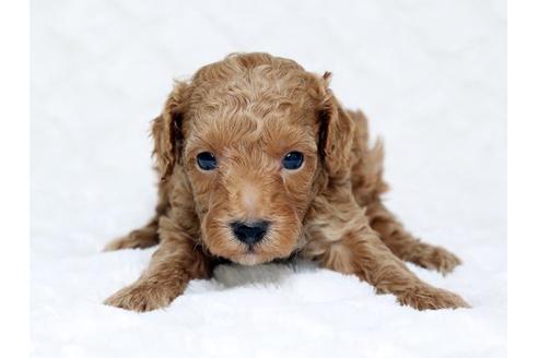 成約済の栃木県のトイプードル-16278の2枚目