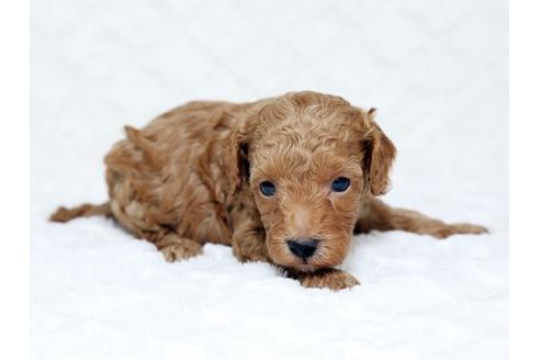 成約済の栃木県のトイプードル-16278の3枚目