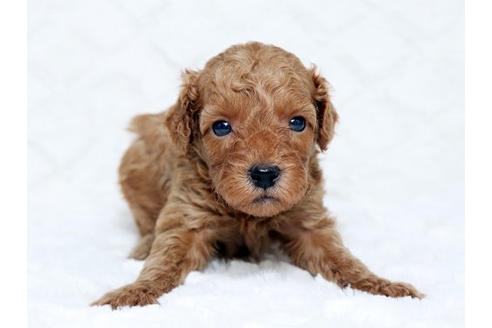 成約済の栃木県のトイプードル-16279の1枚目