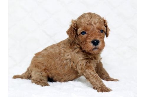 成約済の栃木県のトイプードル-16279の2枚目