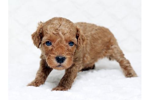 成約済の栃木県のトイプードル-16279の3枚目