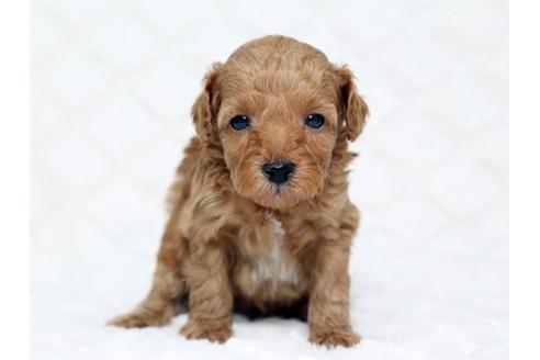 成約済の栃木県のトイプードル-16280の1枚目