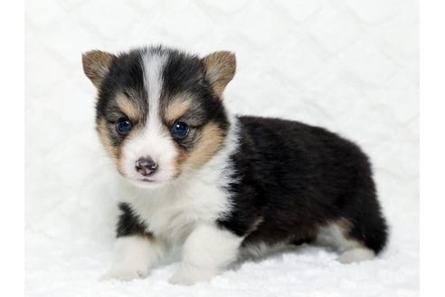 成約済の栃木県のウェルシュコーギーペンブローク-16281の1枚目