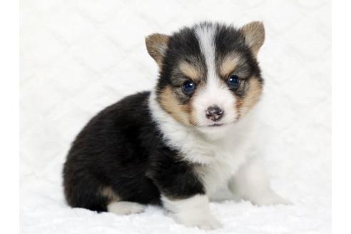 成約済の栃木県のウェルシュコーギーペンブローク-16281の2枚目