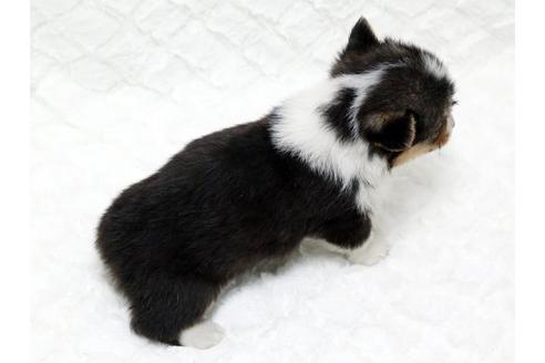 成約済の栃木県のウェルシュコーギーペンブローク-16281の3枚目