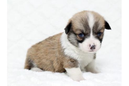 成約済の栃木県のウェルシュコーギーペンブローク-16282の1枚目