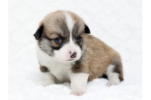 成約済の栃木県のウェルシュコーギーペンブローク-16282の2枚目