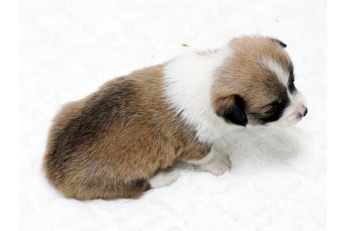 成約済の栃木県のウェルシュコーギーペンブローク-16282の3枚目