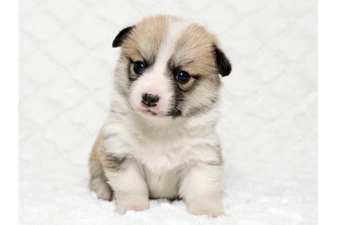 成約済の栃木県のウェルシュコーギーペンブローク-16284の1枚目