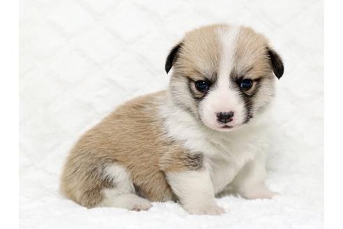 成約済の栃木県のウェルシュコーギーペンブローク-16284の2枚目