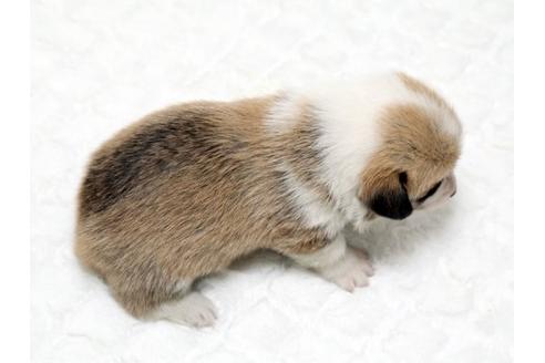 成約済の栃木県のウェルシュコーギーペンブローク-16284の3枚目