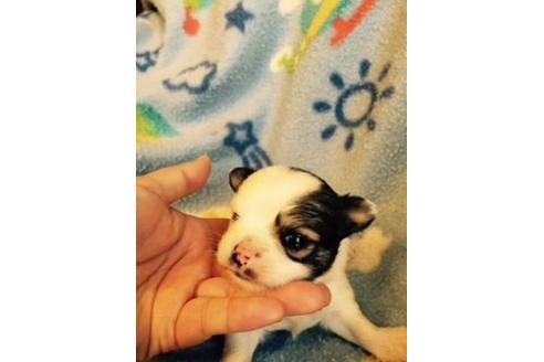 成約済の愛知県のチワワ-16332の1枚目
