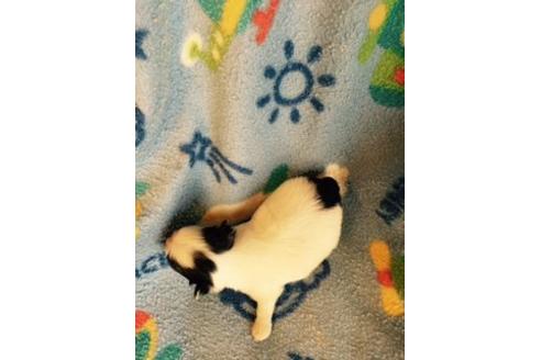 成約済の愛知県のチワワ-16332の2枚目