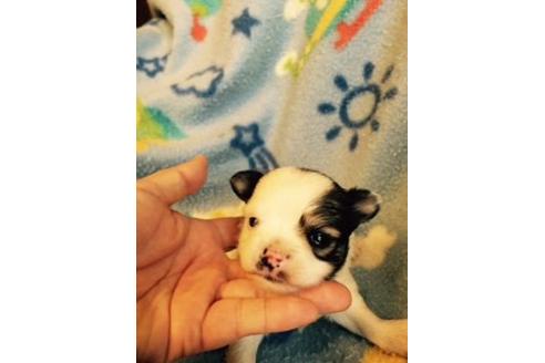 成約済の愛知県のチワワ-16332の3枚目