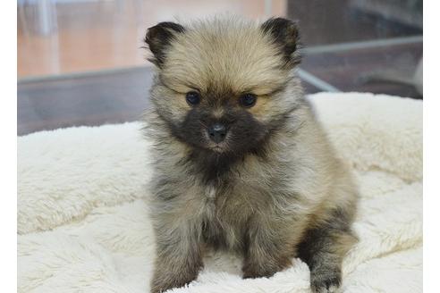 成約済の千葉県のポメラニアン-15837の1枚目