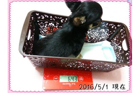 成約済の東京都のチワワ-16352の3枚目