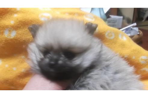 成約済の京都府のポメラニアン-16361の1枚目