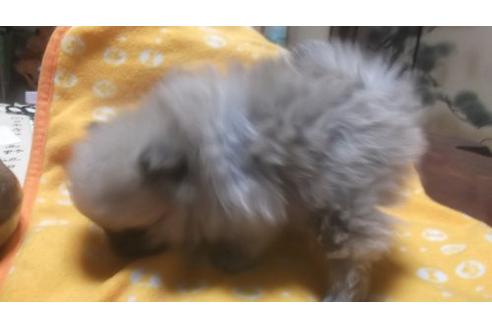 成約済の京都府のポメラニアン-16361の2枚目