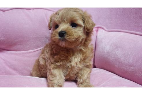 成約済の埼玉県のマルプー:マルチーズ×トイプードル-16365の3枚目