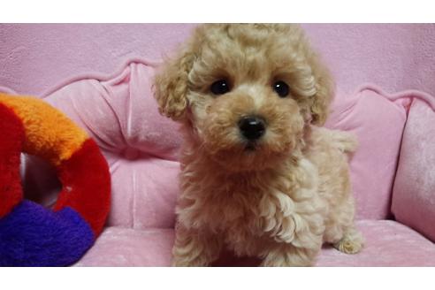 成約済の埼玉県のマルプー:マルチーズ×トイプードル-16368の2枚目