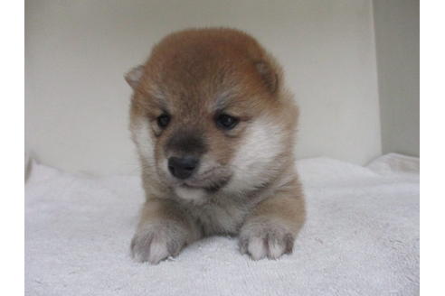 成約済の岡山県の豆柴-16370の1枚目