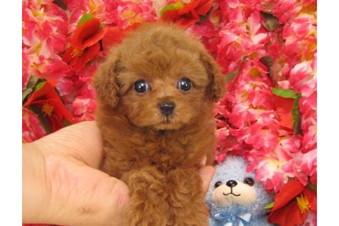 成約済の茨城県のトイプードル-16371の1枚目