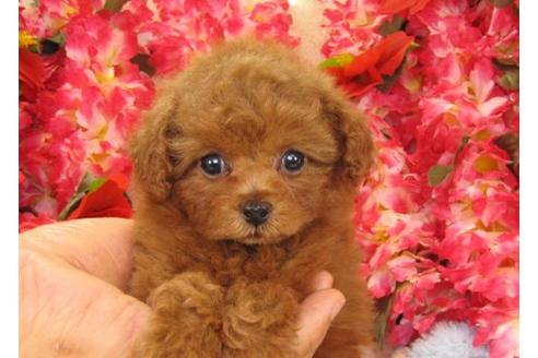 成約済の茨城県のトイプードル-16371の2枚目