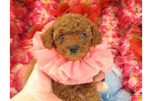 成約済の茨城県のトイプードル-16372の1枚目