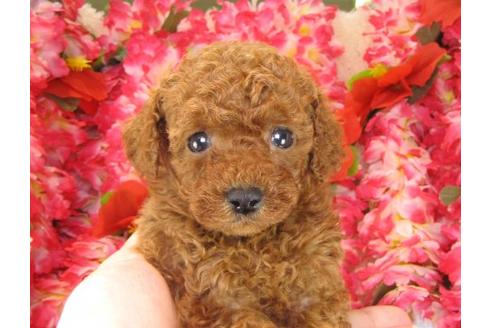 成約済の茨城県のトイプードル-16372の2枚目