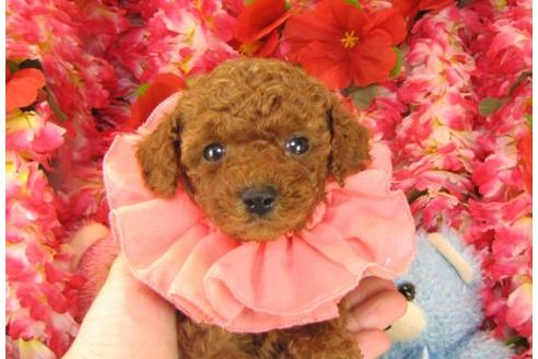 成約済の茨城県のトイプードル-16372の3枚目