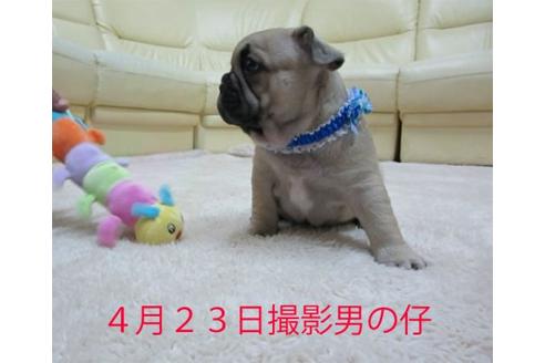 成約済の福岡県のフレンチブルドッグ-16383の2枚目