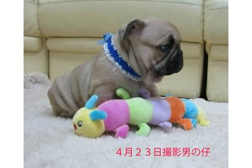 成約済の福岡県のフレンチブルドッグ-16383の3枚目