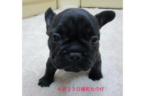 成約済の福岡県のフレンチブルドッグ-16385の1枚目