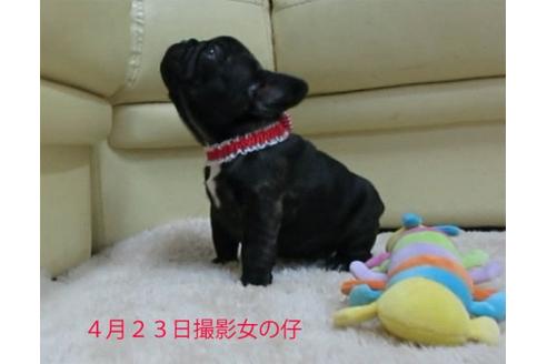 成約済の福岡県のフレンチブルドッグ-16385の2枚目