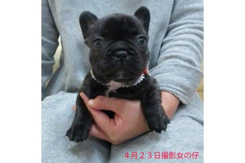 成約済の福岡県のフレンチブルドッグ-16386の3枚目