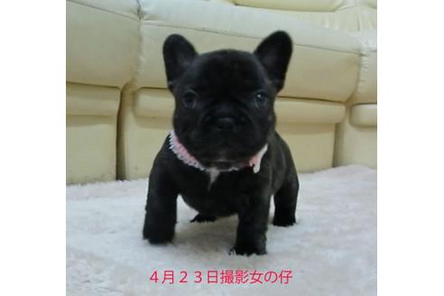 成約済の福岡県のフレンチブルドッグ-16386の1枚目